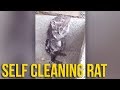 WS - Rat Takes a Shower?! ft. Steve Greene