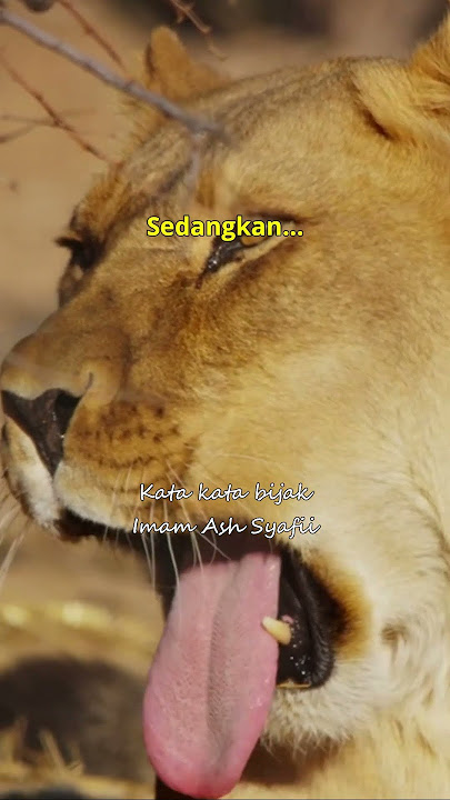 Don't you see that a lion... Words of wisdom and quotes from Imam Syafii #quotes #wordsofwisdom