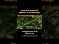 Masters of Camouflage (SC) Special Nature Documentary #Shorts