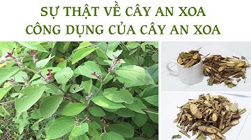SỰ THẬT VỀ CÔNG DỤNG CỦA CÂY AN XOA| Sản Phẩm Gia Truyền