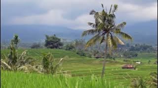 Srepeg cing cing goling   Palaran Mijil