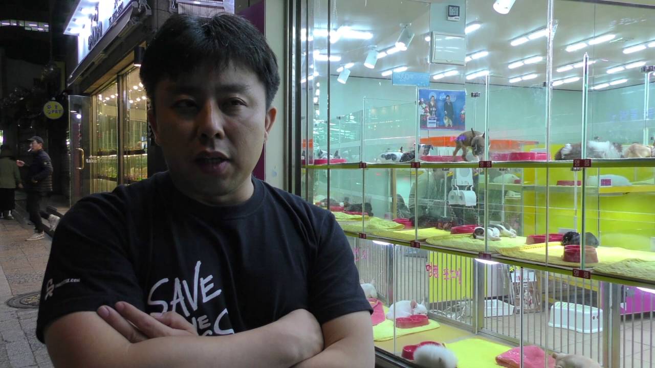 Puppies for sale in Seoul, South Korea YouTube