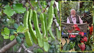 CAROUBIER, ARBUSTE MEDITERRANÉEN ALIMENTAIRE, DÉCORATIF ET COSMÉTIQUE (le Quotidien du Jardin)