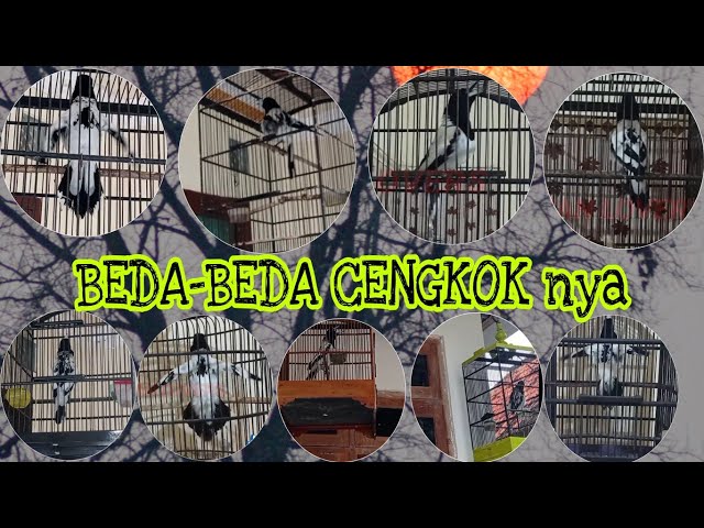 KOMPILASI video burung jagal papua gacor-gacor yang sudah terjual. masteran jagal papua yang baik class=