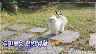 두리의 유랑기!!  #말티즈 #전원주택 #강아지일상