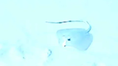 stingray in Destin