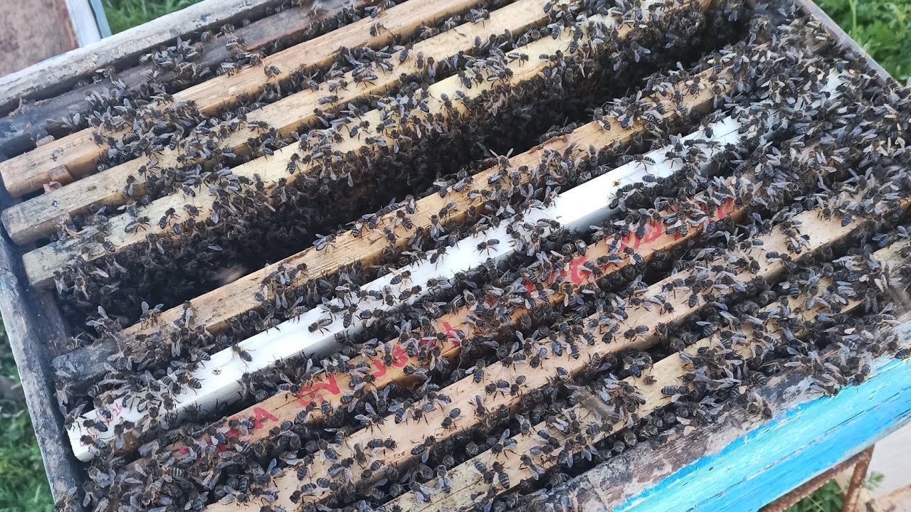 خلايا قوية كيف سيتعامل معها النحال 2026/02/21