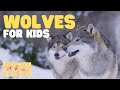 Wolves: Ecology and Behavior