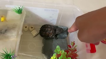 Cách cho rùa common ăn theo tính cách của bé