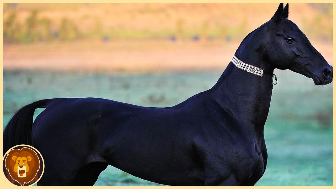 Los 10 Caballos Más Caros De