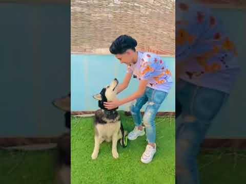 سامر المدنى من مهرجان انا قلبي تعب منكم قريبا اجمد مهرجان يوتيوب