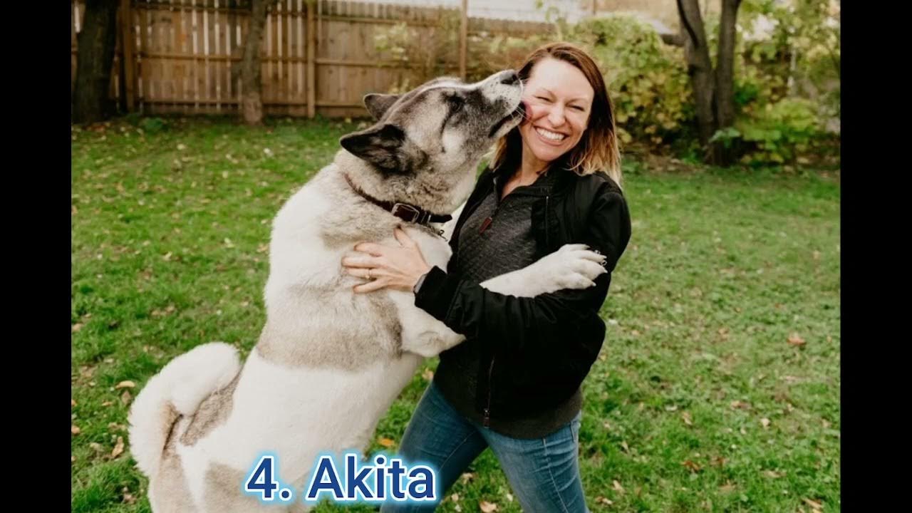 DOGS BARKING to Make your Dog Bark Dog Breeds Barking Sound Effects