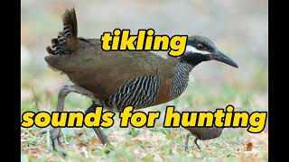 barred rail / tikling sound effective for hunting#pcpairgun #birdhunting #tiklinghunters