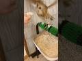 今日のご飯は大好物のネズミさんです🐭