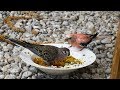 Aviary Birds Bathing, Eating Treats and Singing - Parakeets, Finches and Canaries