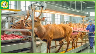🦌 How Farmers Make 80 Million USD From Raising Deer | Food Factory screenshot 2