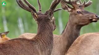 🦌 How Farmers Make 80 Million USD From Raising Deer | Food Factory