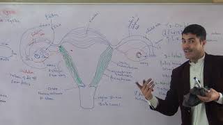 Female reproductive cycle, menstural cycle urdu hindi by Dr HADI