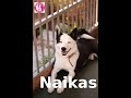 Naikas (VšĮ &quot;Būk Mano Draugas)