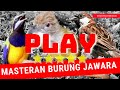 cucak cungkok gacor vs burung gereja vs nembak cucak jenggot download suara masteran isian mp3