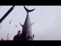 GIANT BLUEFIN TUNAS - Australians in Canada