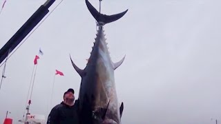 WORLD'S BIGGEST TUNAS AT PEI Part 2 - YouFishTV Canada