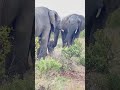Elephant tender loving care