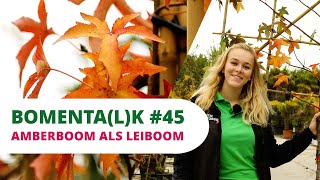Bomentalk Amberboom Als Leiboom