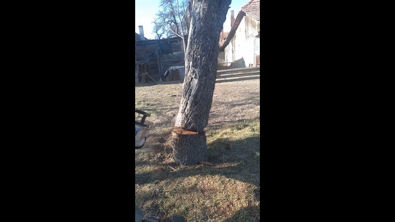 STIHL MS 500I Egan MOD felling a dry tree - YouTube