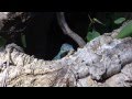 Varanus Macraei - Blauer Baumwaran Fütterung