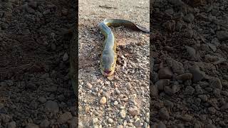 Download Lagu Malugu chepa                #fishing #fish MP3