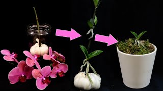 Orchids Propagation. Grow Many Baby Orchids On Flower Stalk. How It’s Done!
