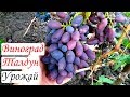 Виноград Талдун. Урожай и особенности гибридной формы