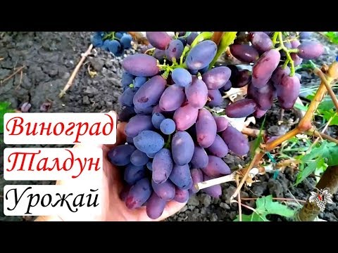 Виноград Талдун Описание Сорта Фото Отзывы Видео