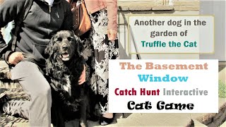 25 Another dog (5 year old Jay) in the garden of Truffle the Cat - The Basement window & cat game by Truffle CF 29 views 2 years ago 9 minutes