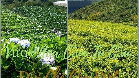 Lần đầu đi ngắm vườn hoa Cẩm Tú Cầu, Đồi Chè Cầu Đất Đà Lạt rực rỡ ngày hè có như lời đồn | ĐàLạt#1