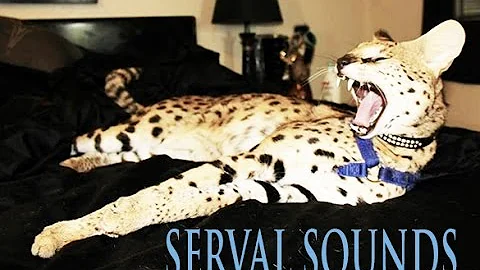 Video 1007491: serval sounds, cute serval, cat african, cat born
