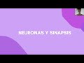 Neuronas y sinapsis