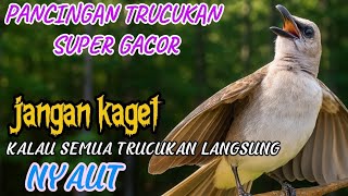 trucukan gacor ROPEL PANJANG buat pancingan trucukan agar bunyi jadikan trucak bahan jadi gacor