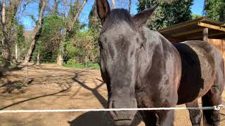 4K. Hípica De Badalona