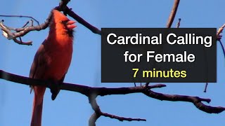 Cardinal Calling for Female  7 minutes