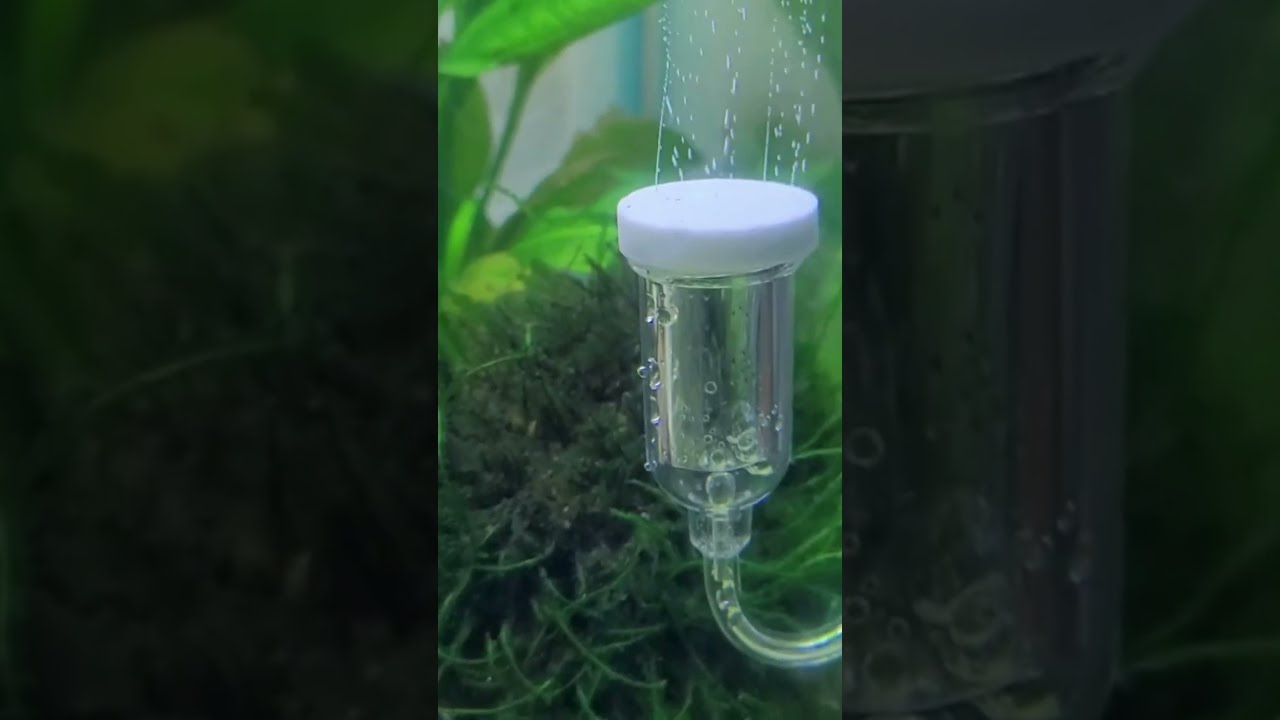 Betta fish Breeding in Jamaica  || Jamaican Hobbyist