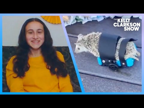 Minnesota Teenager Builds Custom Wheelchairs For Disabled Animals Around The World