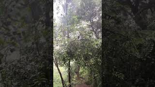 Watch Arise Torn video