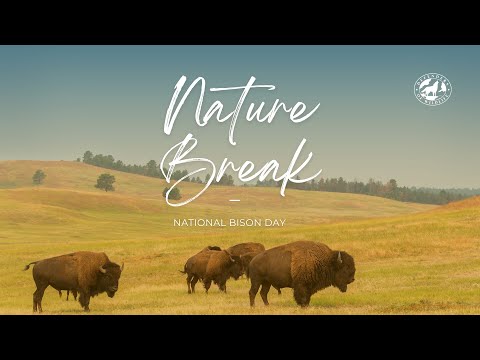 Nature Break: Yellowstone Bison Herd 🦬