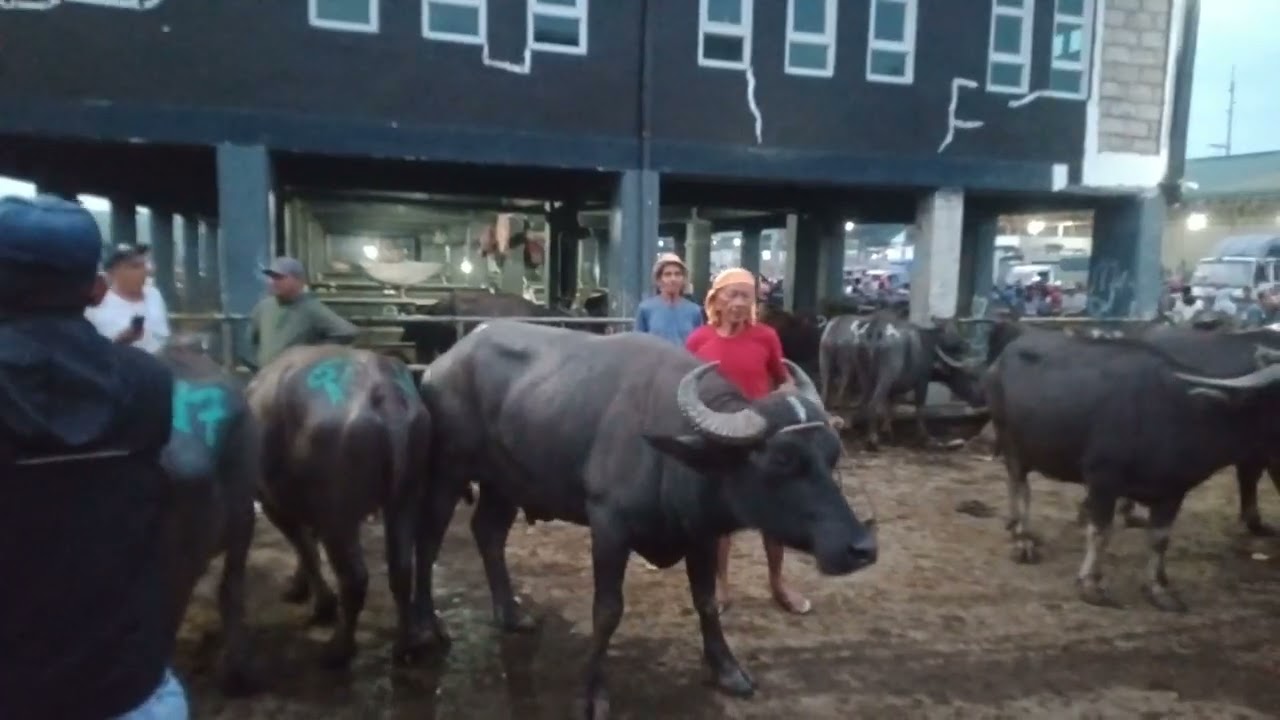 May tubo at may lugi.(Feb.20, 2026) #livestock #viralvideo #carabao #buffalo #animals 