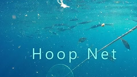 Hoop net to catch ballyhoo.