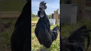 Rooster Crowing Gallos Cantando