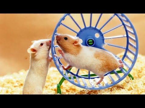funny-two-cute-hamsters-try-to-run-on-one-wheel