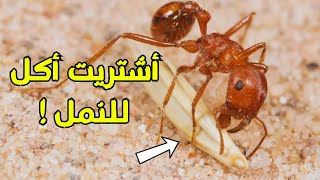 رحلة البحث عن طعام للنمل  60